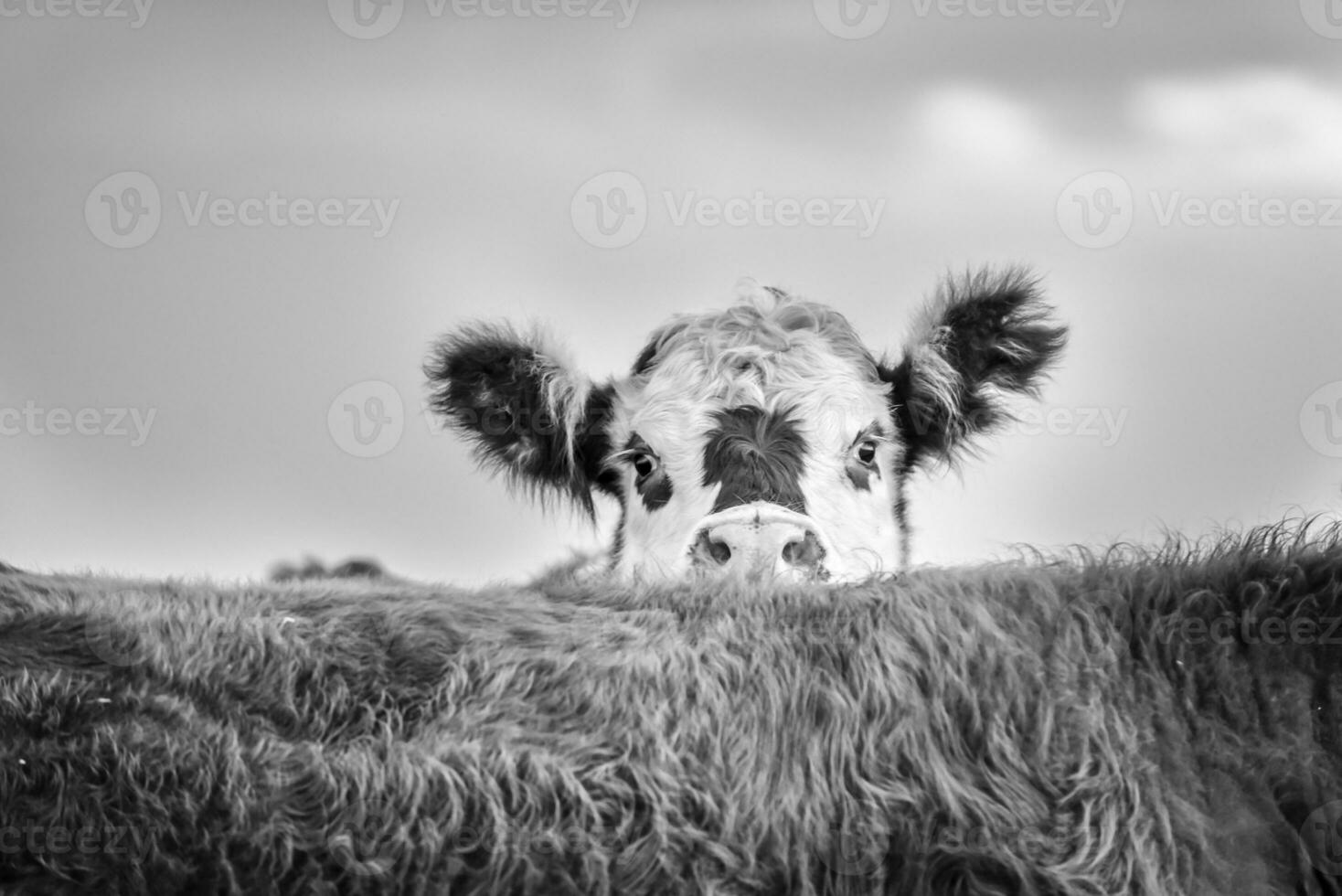 vacas en argentino campo, buenos aires provincia, argentina. foto