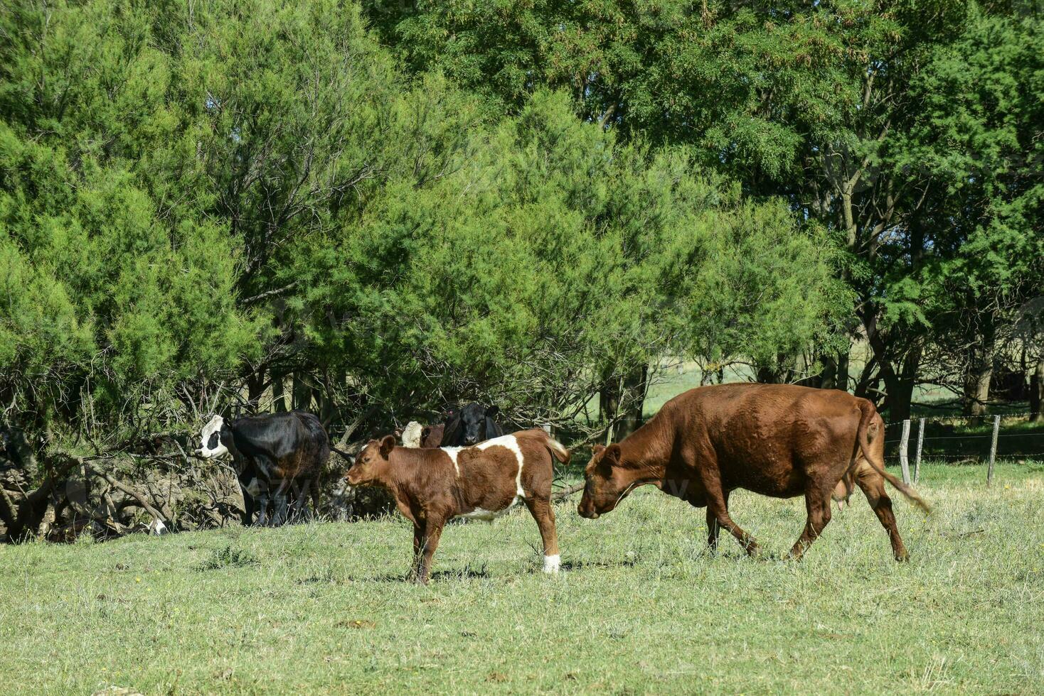 Cattle in Argentine countryside, Buenos Aires Province, Argentina. photo