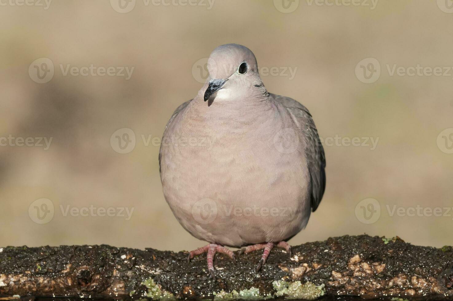Picui Ground Dove,  in Calden forest environment, La Pampa province, Patagonia,Argentina. photo
