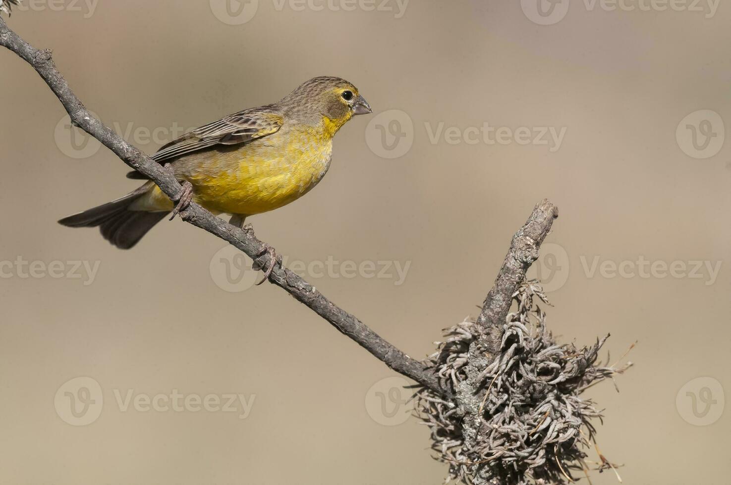Saffron Finch ,Sicalis flaveola, La Pampa, Argentina. photo