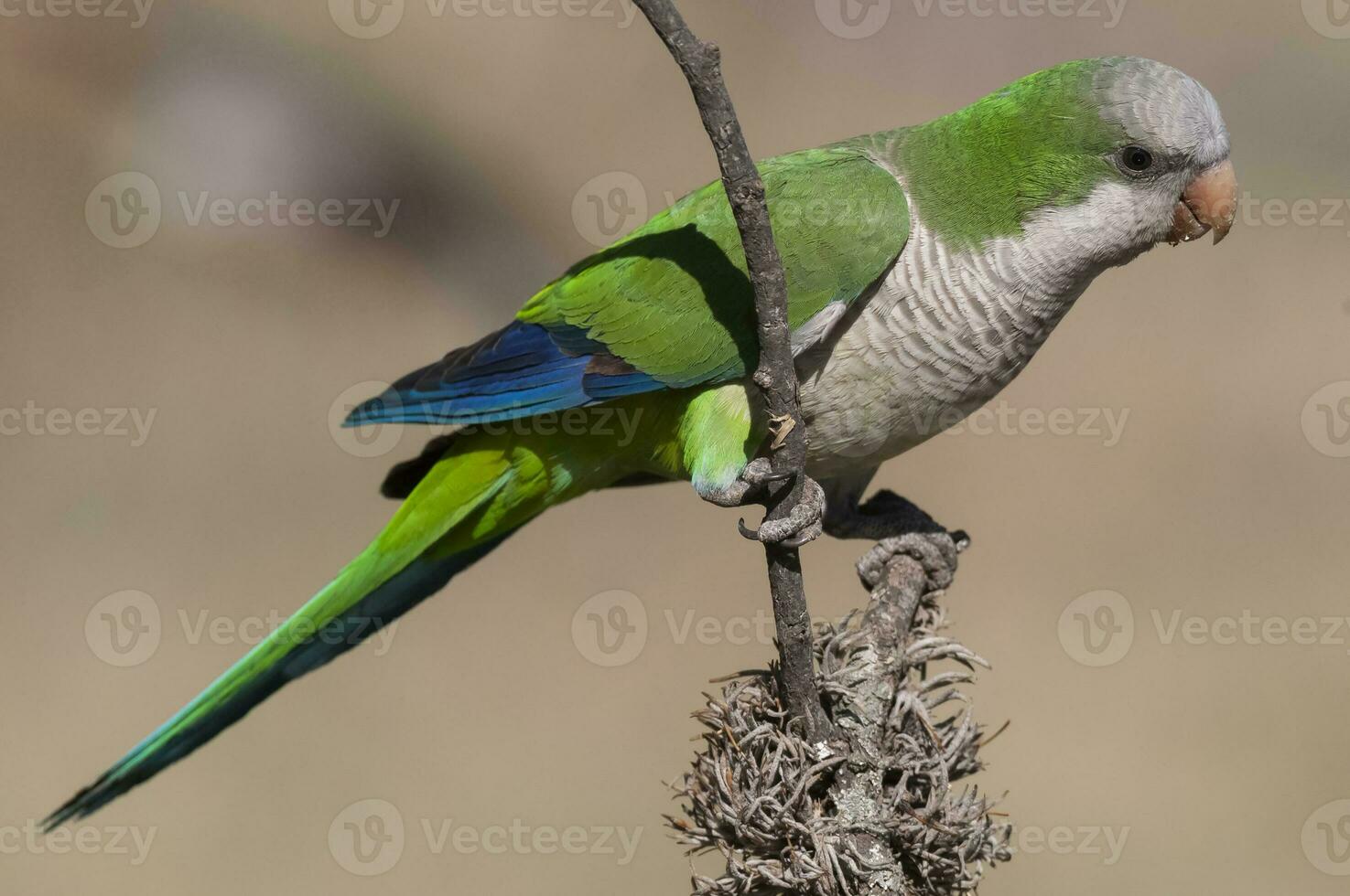 Parakeet,feeding on wild fruits, La Pampa, Patagonia, Argentina photo