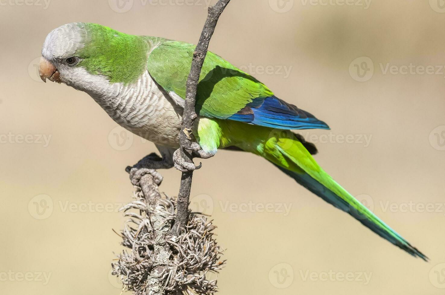 Parakeet,feeding on wild fruits, La Pampa, Patagonia, Argentina photo