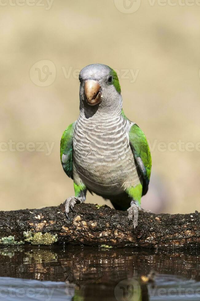 Parakeet,feeding on wild fruits, La Pampa, Patagonia, Argentina photo