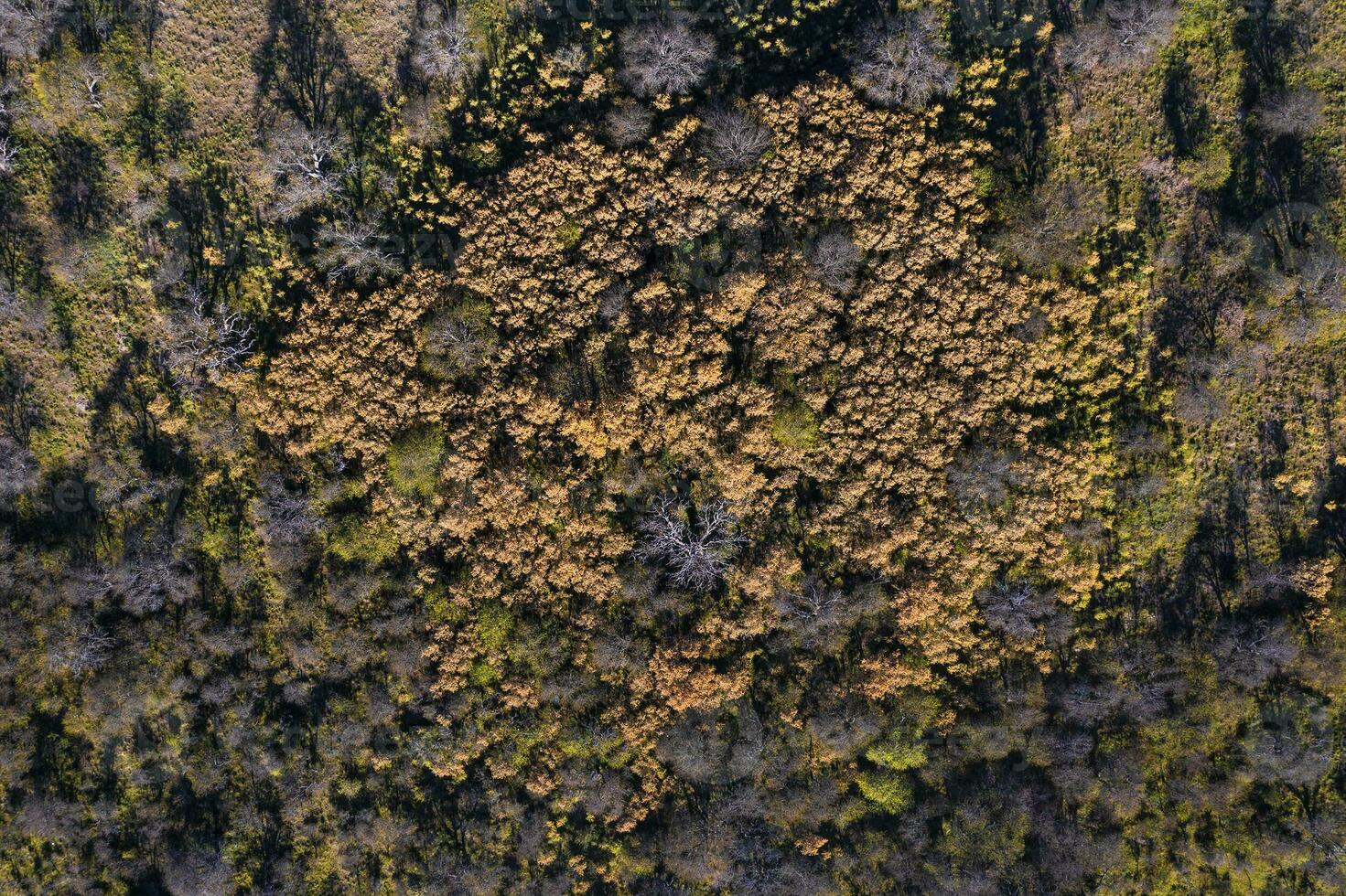 Calden forest landscape, Prosopis Caldenia plants, La Pampa province, Patagonia, Argentina. photo