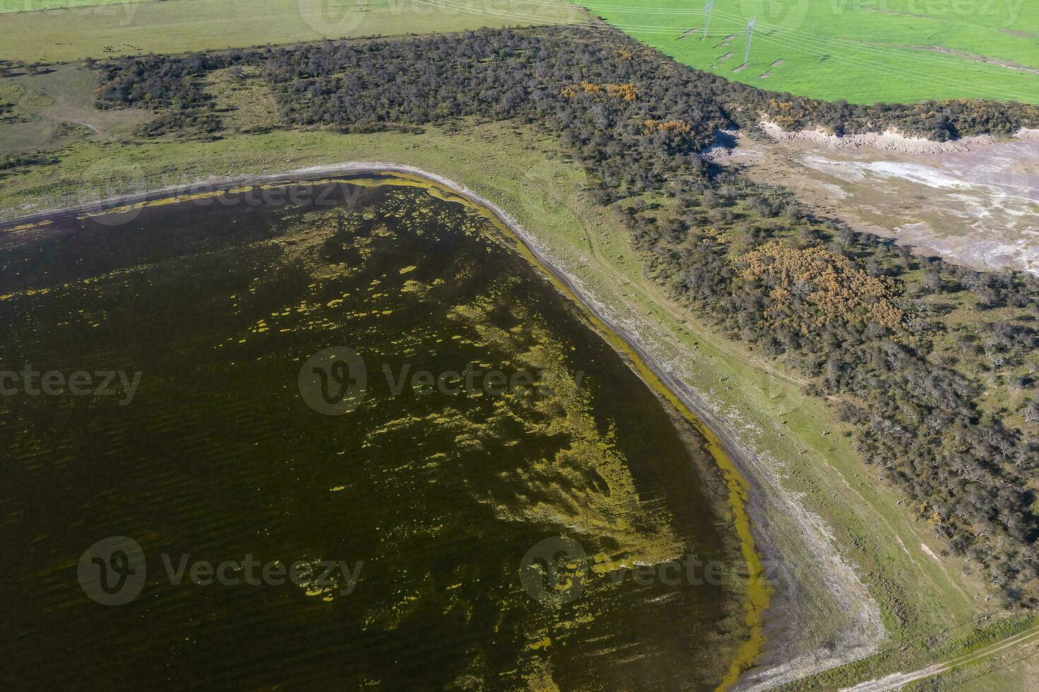 Calden forest landscape, Prosopis Caldenia plants, La Pampa province, Patagonia, Argentina. photo
