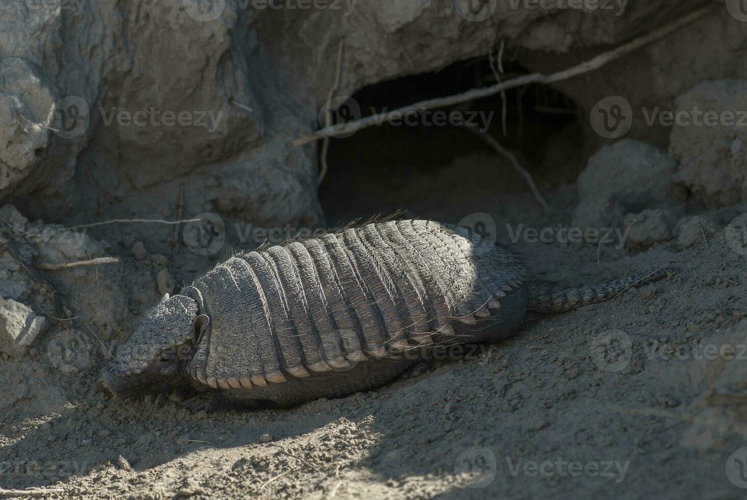 Hairy Armadillo, in desert environment, Peninsula Valdes, Patagonia, Argentina photo