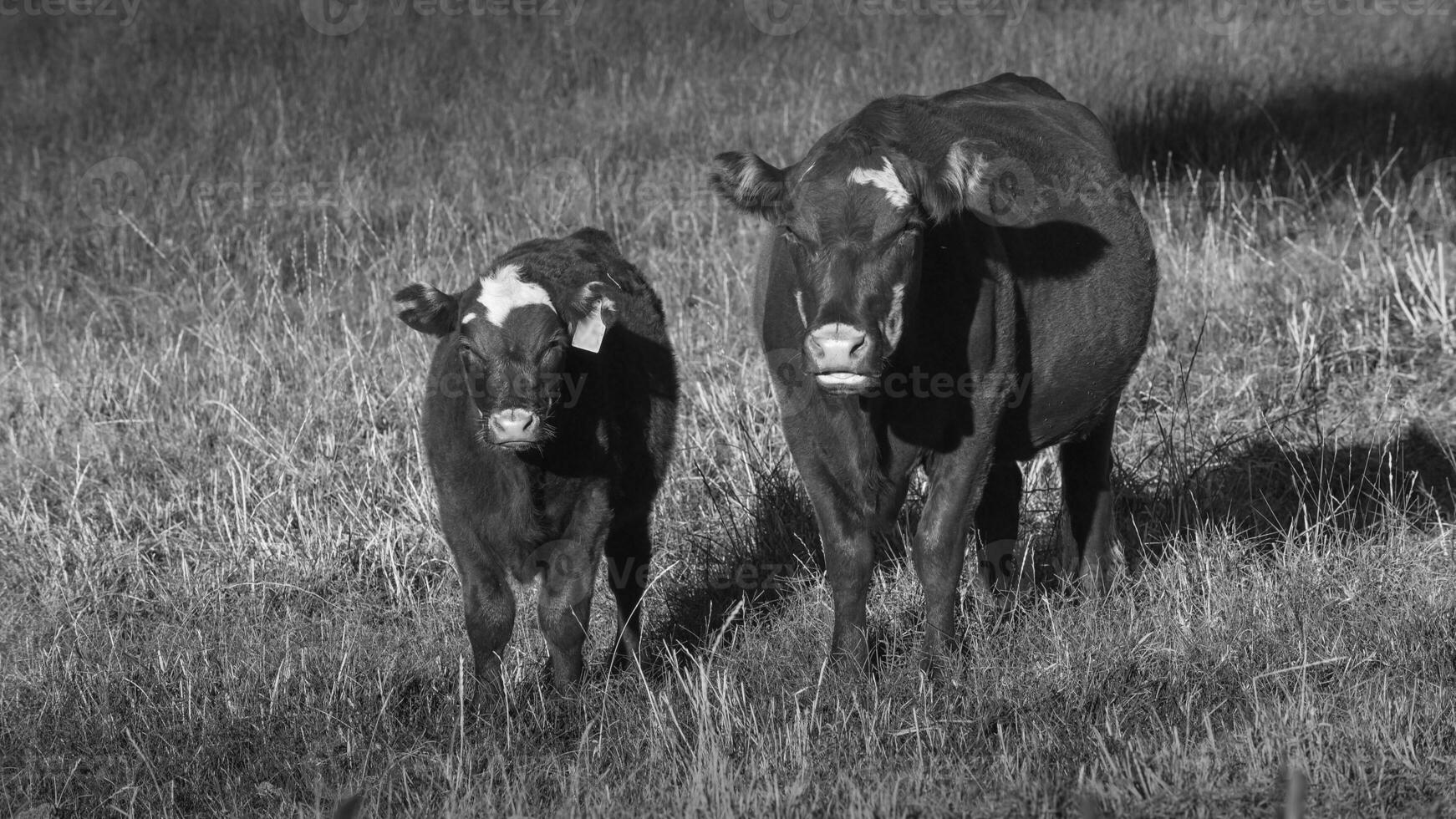 vacas levantamiento con natural pastos en pampa campo, la pampa provincia, patagonia, argentina. foto