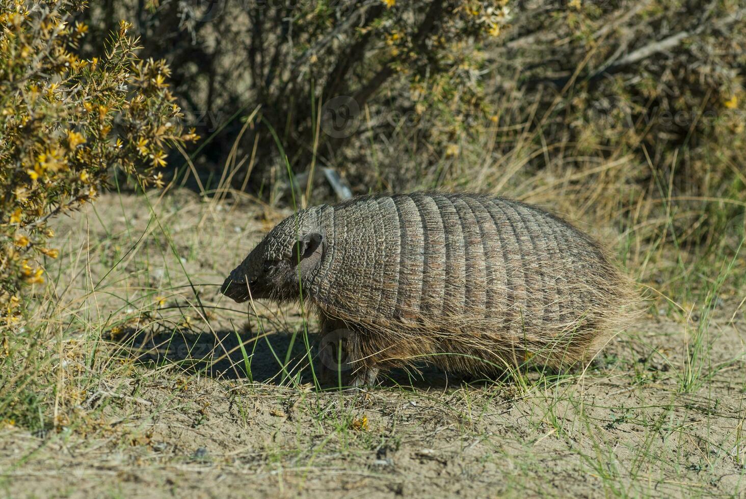 Hairy Armadillo, in desert environment, Peninsula Valdes, Patagonia, Argentina photo
