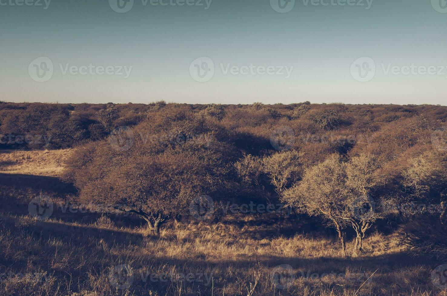 Pampas grass landscape, La Pampa province, Patagonia, Argentina. photo