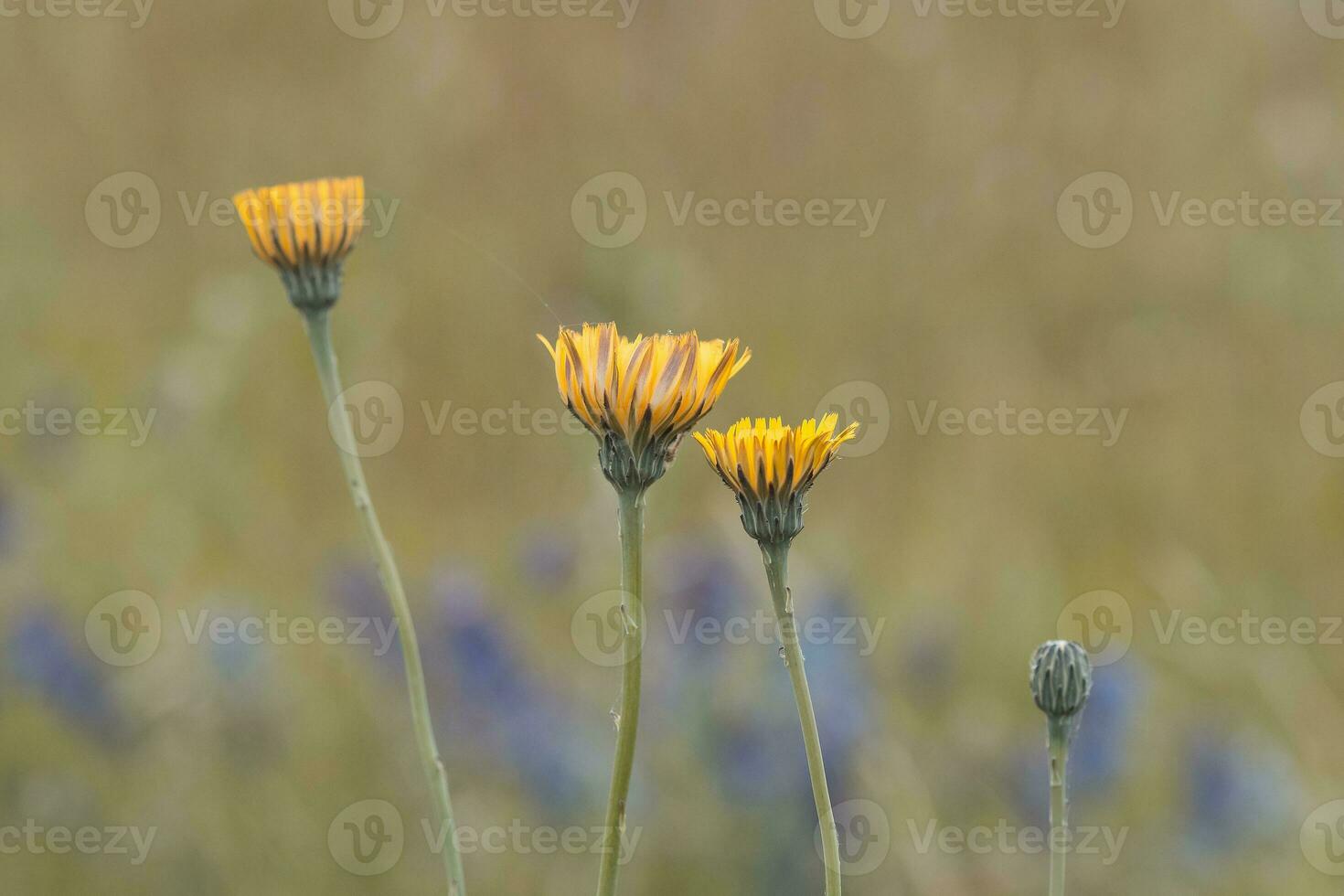 Yellow wild flower in Patagonia, Argentina photo