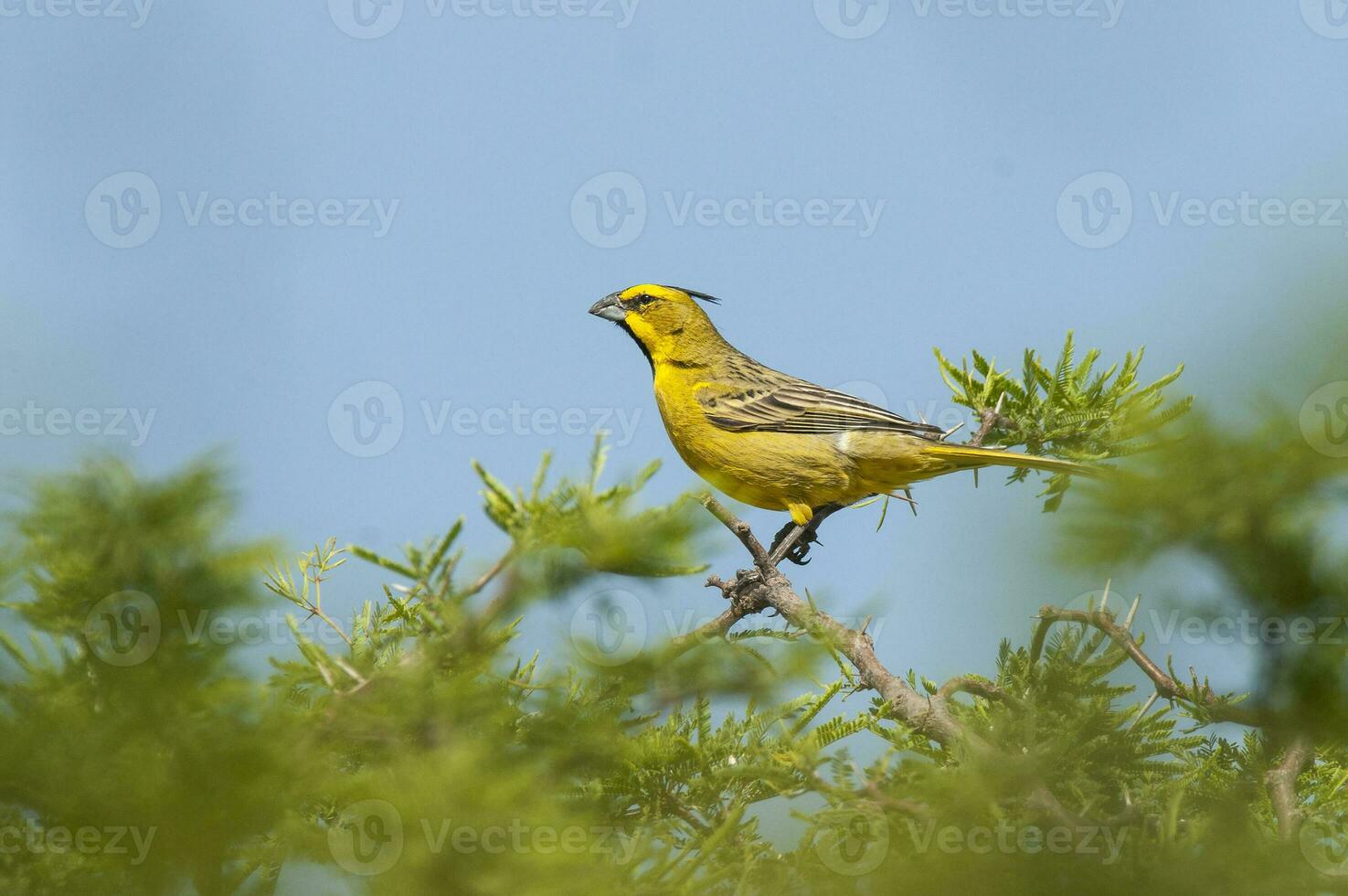 Yellow Cardinal, Gubernatrix cristata, Endangered species in La Pampa, Argentina photo