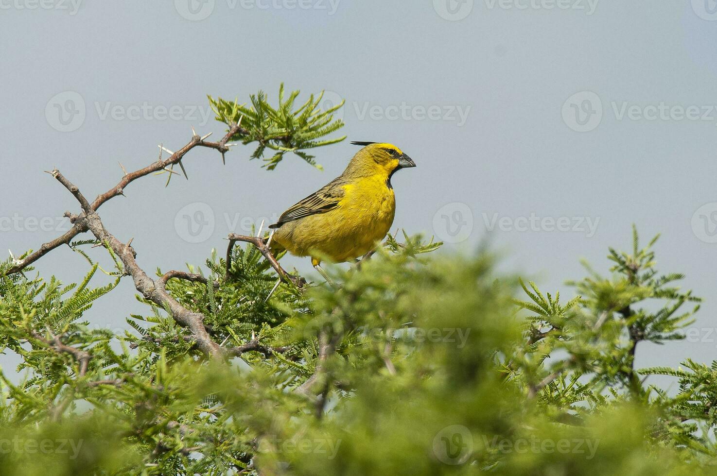 Yellow Cardinal, Gubernatrix cristata, Endangered species in La Pampa, Argentina photo