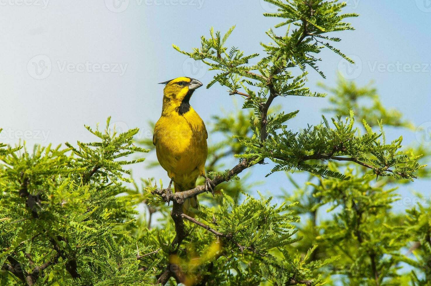 Yellow Cardinal, Gubernatrix cristata, Endangered species in La Pampa, Argentina photo