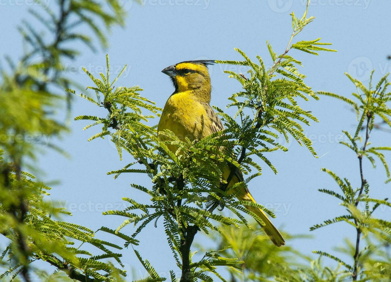 Yellow Cardinal, Gubernatrix cristata, Endangered species in La Pampa, Argentina photo