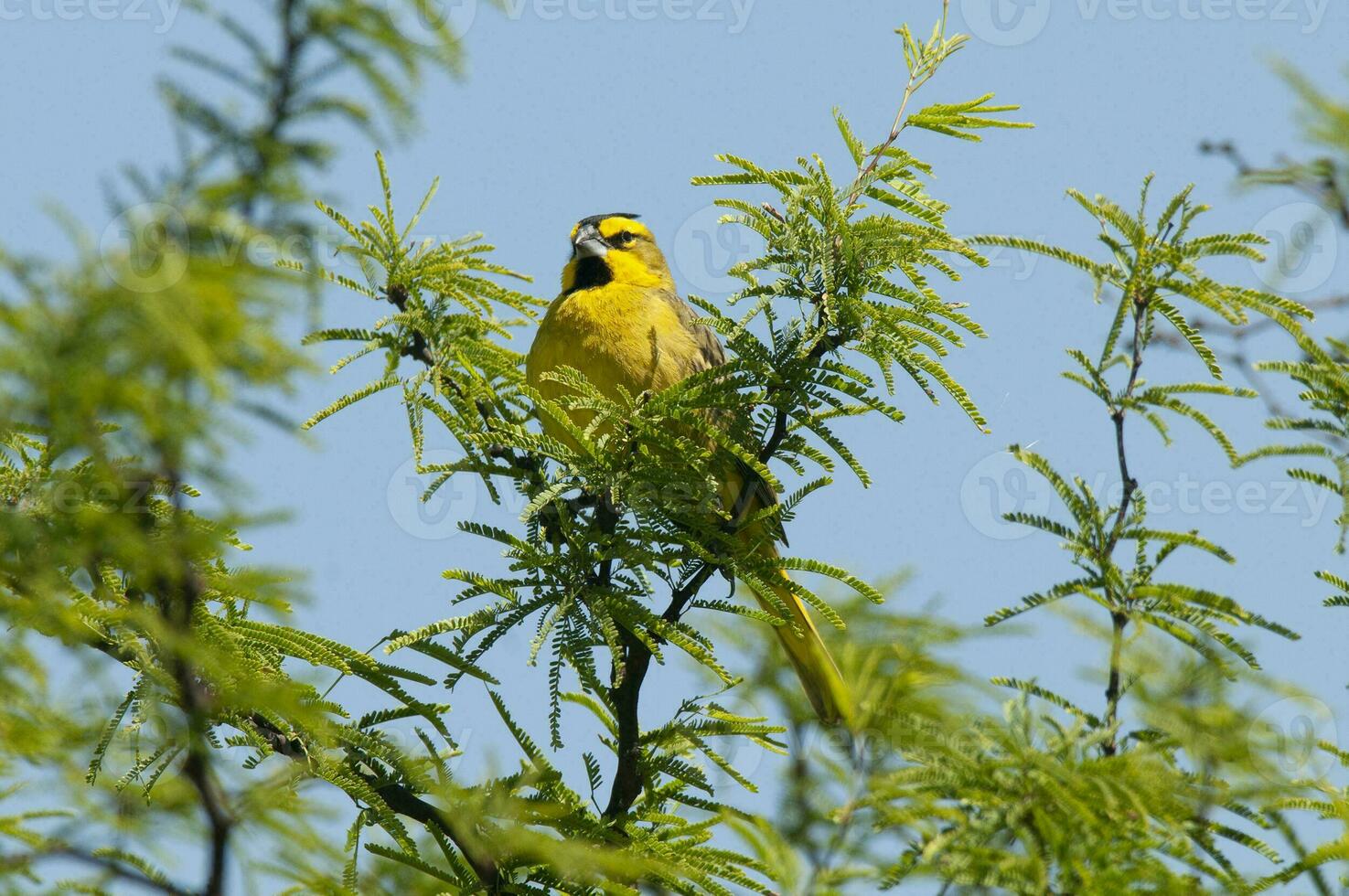 Yellow Cardinal, Gubernatrix cristata, Endangered species in La Pampa, Argentina photo