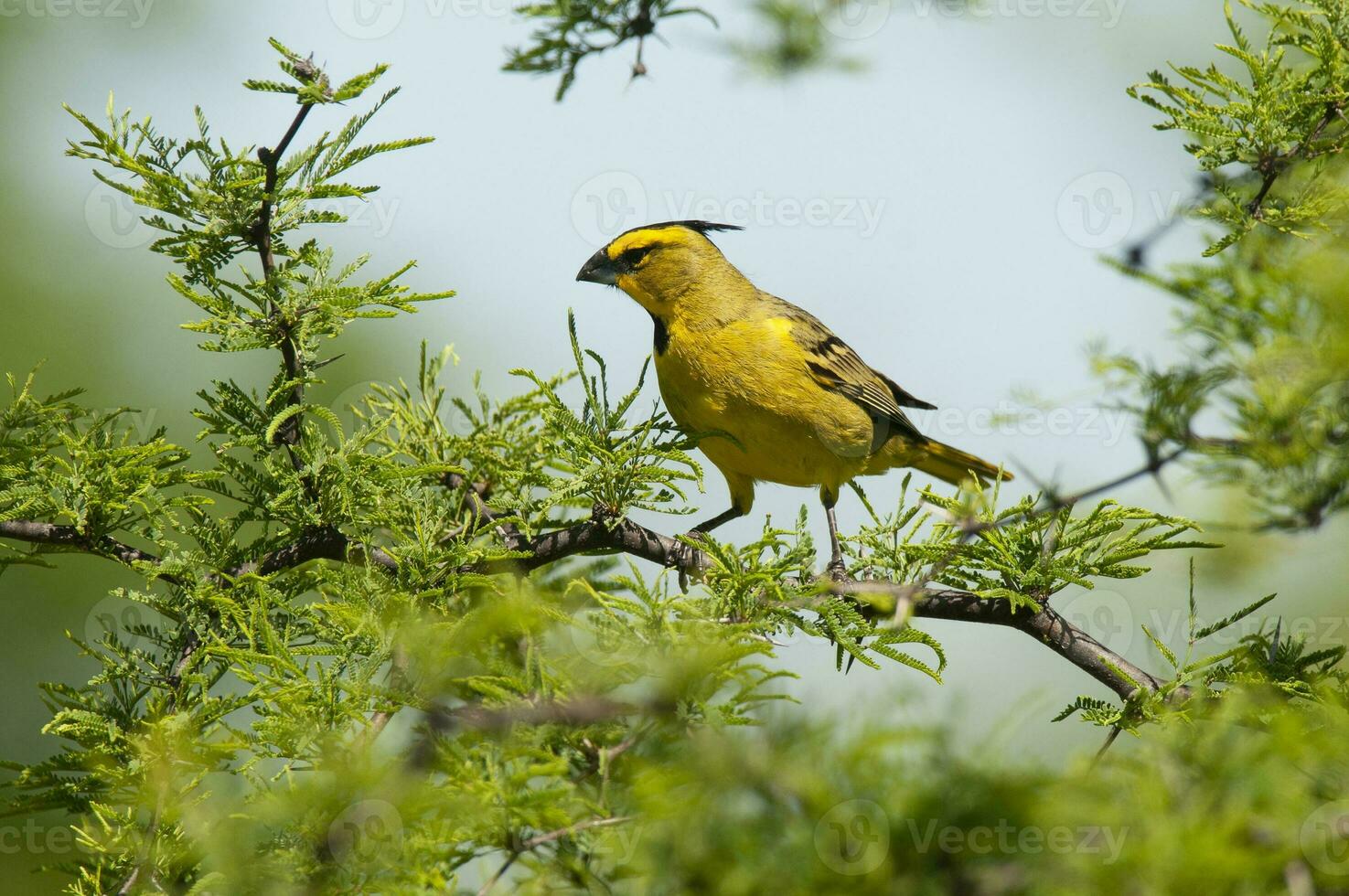 Yellow Cardinal, Gubernatrix cristata, Endangered species in La Pampa, Argentina photo