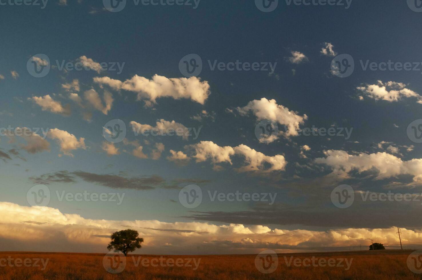 Pampas tree landscape, La Pampa province, Patagonia, Argentina. photo