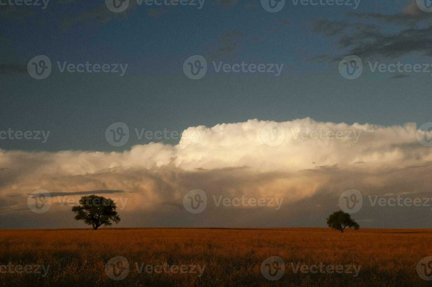 Pampas tree landscape, La Pampa province, Patagonia, Argentina. photo