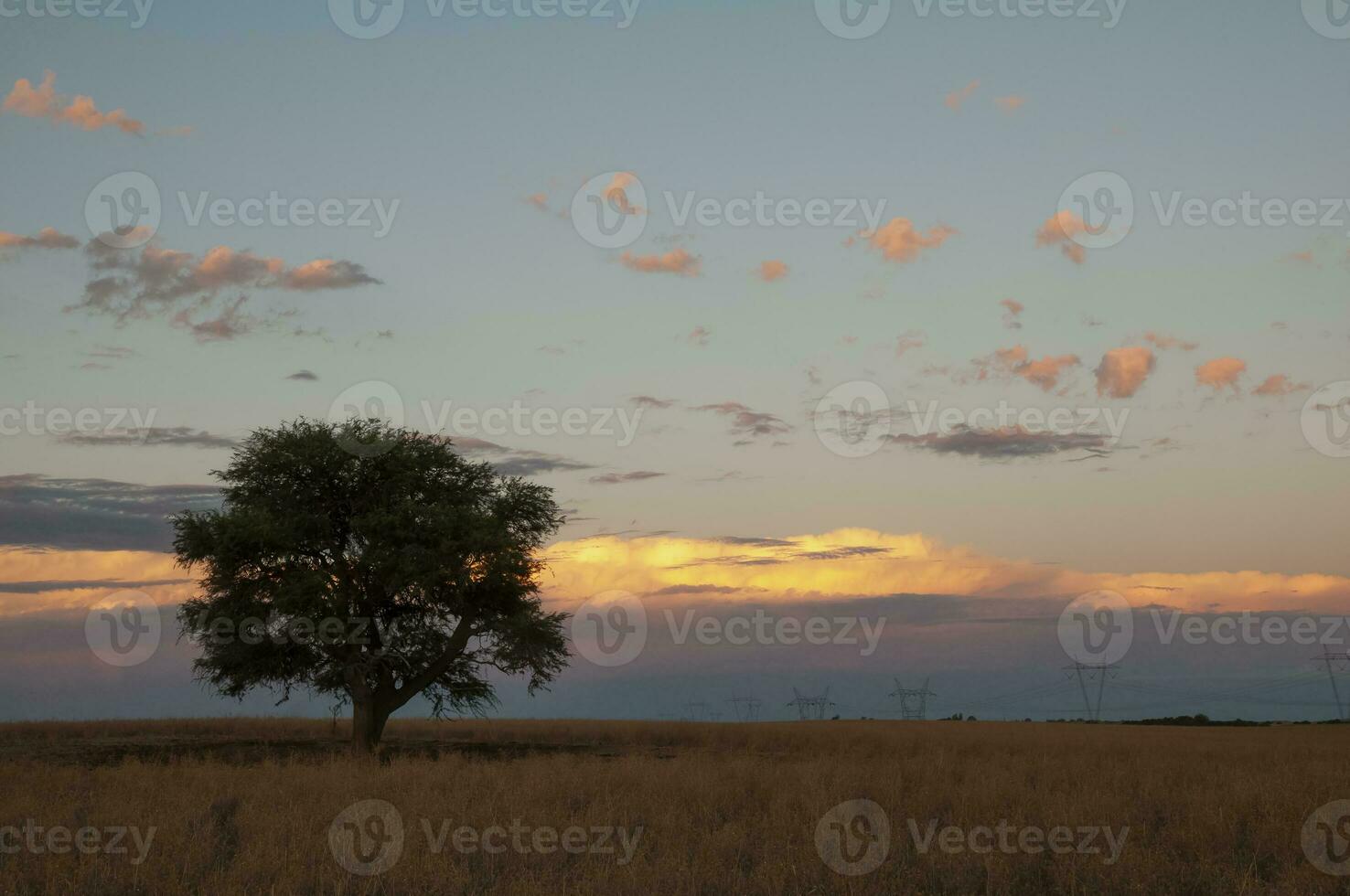 pampa árbol paisaje, la pampa provincia, Patagonia, argentina. foto