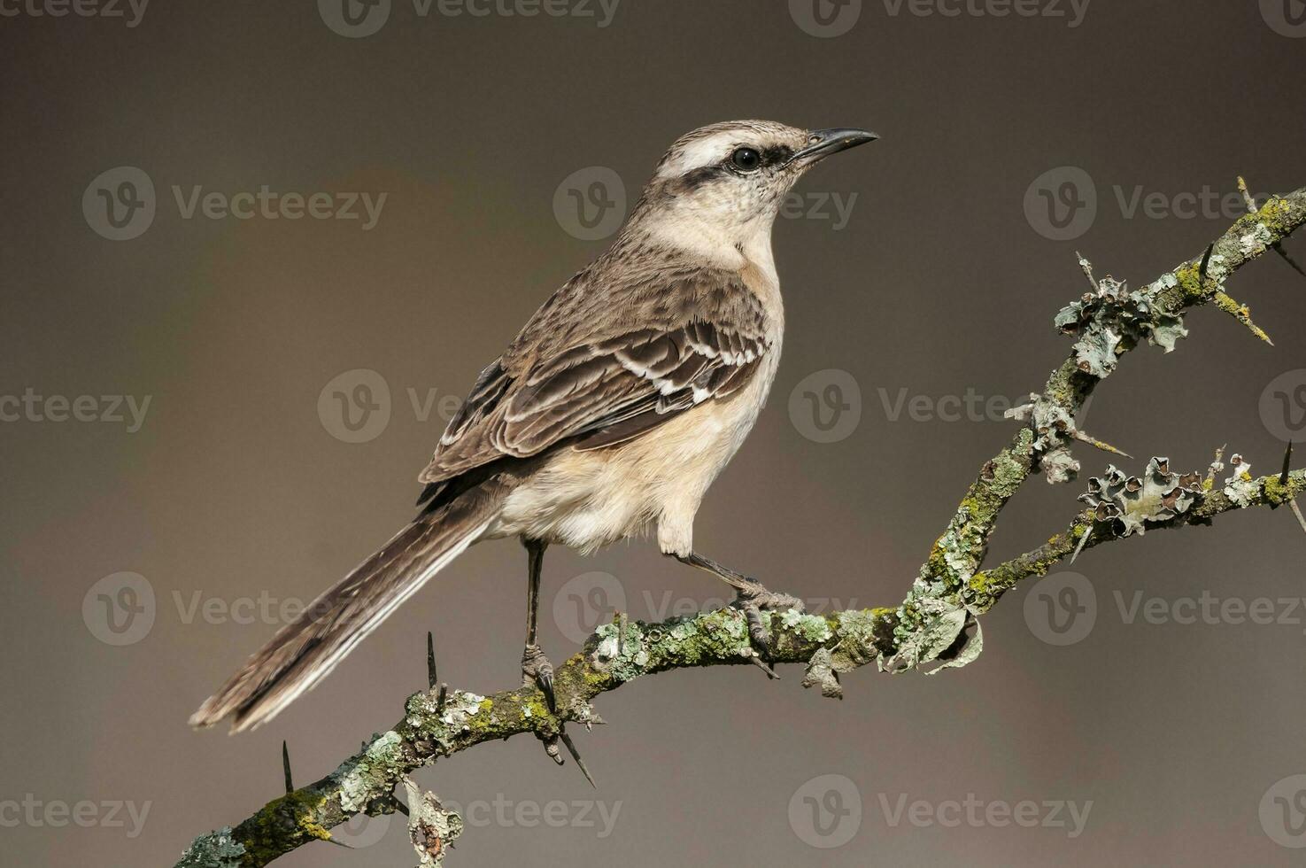 Chalk browed Mockingbird, La Pampa Province, Patagonia, Argentina photo