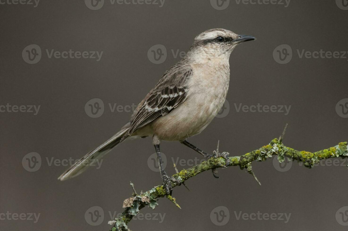 Chalk browed Mockingbird, La Pampa Province, Patagonia, Argentina photo