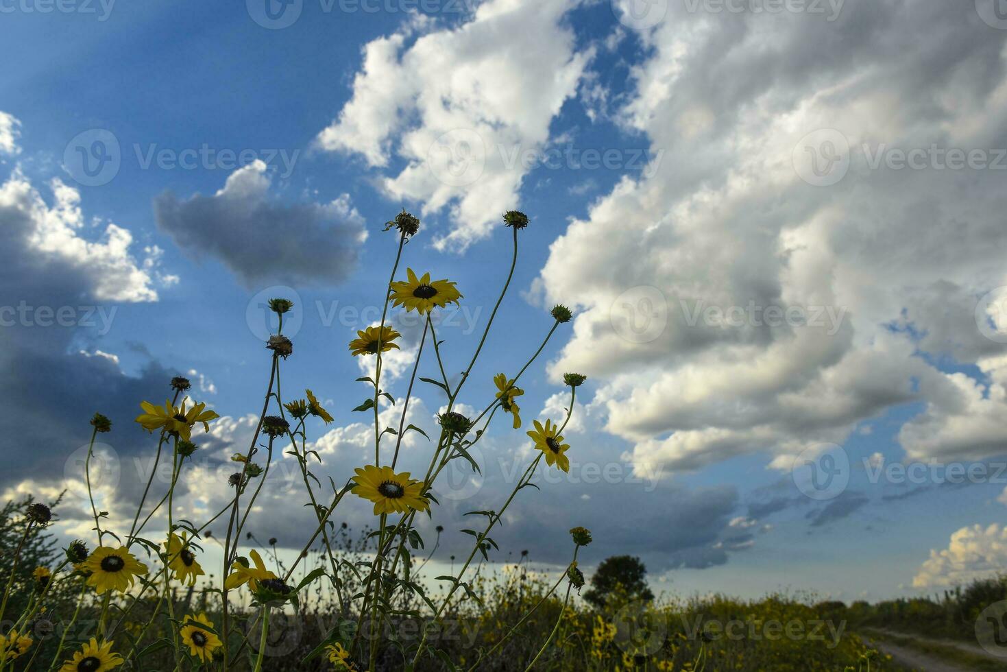 Wild flower, La Pampa.  Patagonia, Argentina photo
