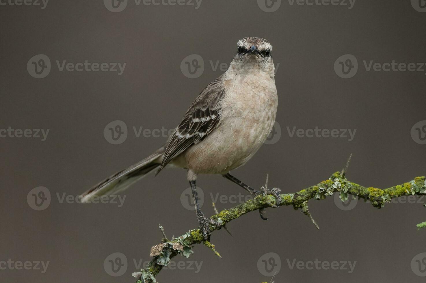 Chalk browed Mockingbird, La Pampa Province, Patagonia, Argentina photo