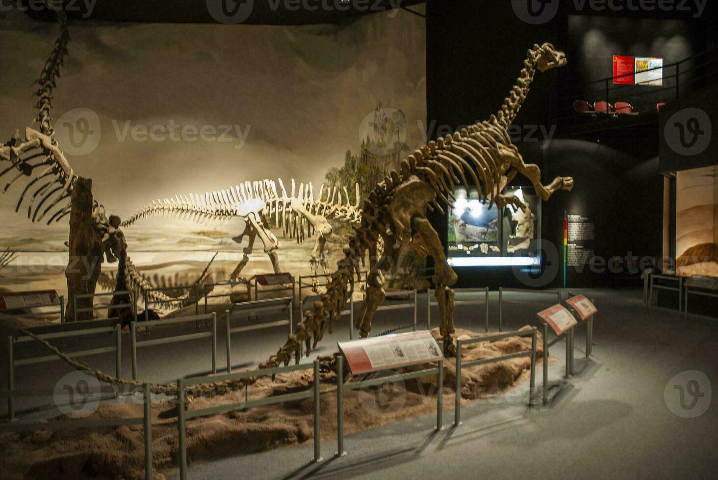 fósil cráneo de extinto , titanosaurio australianos, Patagonia, argentina. foto