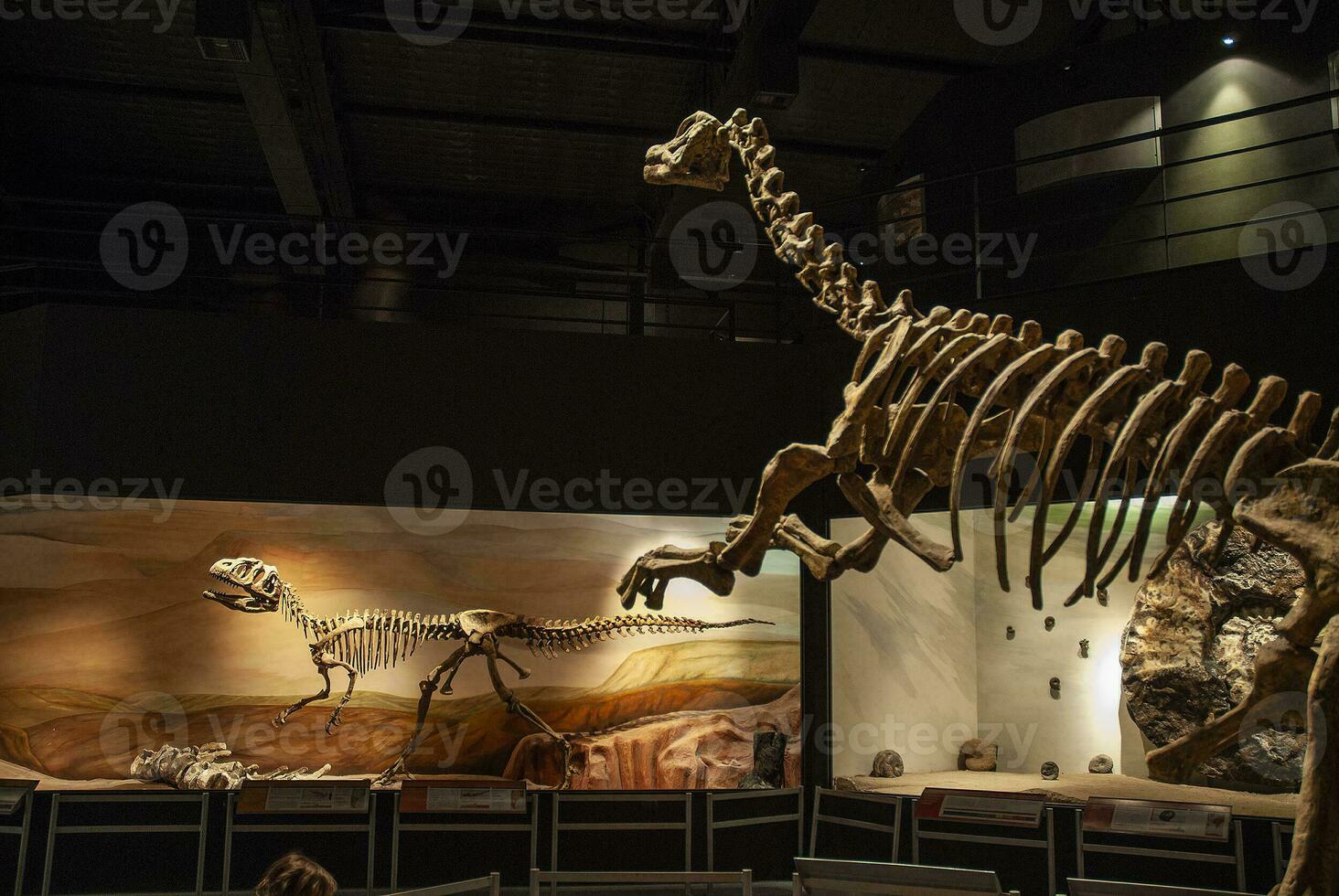 Fossil skull of extinct , Titanosaurus Australis,  Patagonia, Argentina. photo