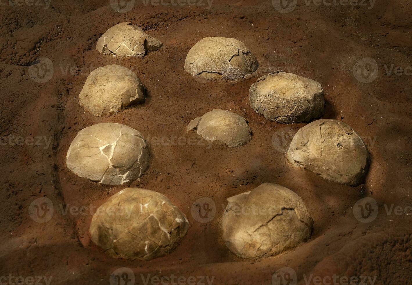 Titanosaurus Australis, fossized eggs, prehistoric animal inhabitant of Patagonia,  Argentina. photo