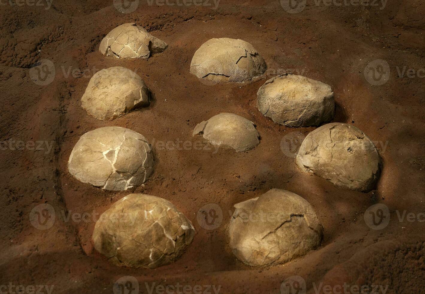 titanosaurio australianos, fosilizado huevos, prehistórico animal habitante de Patagonia, argentina. foto