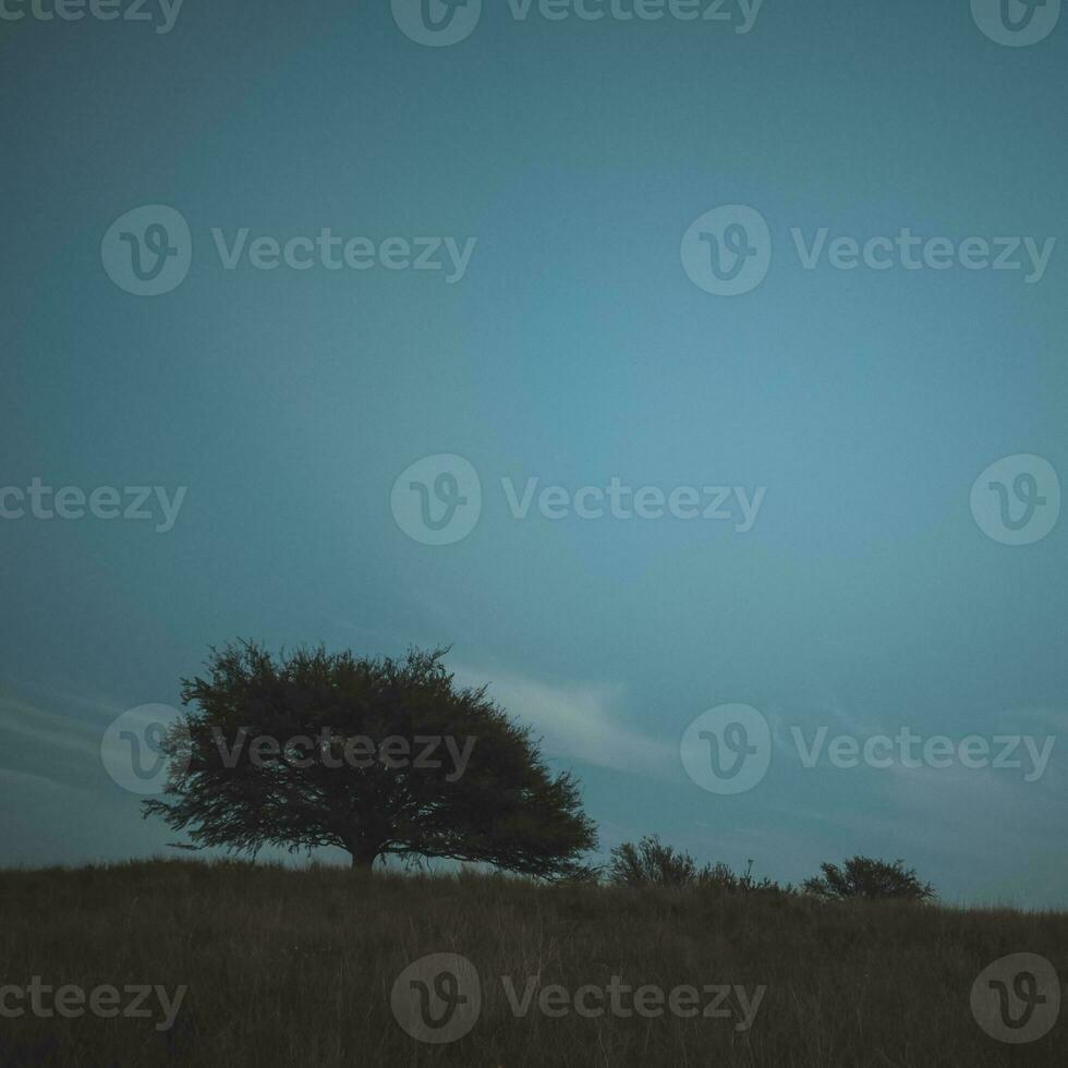 Lonely tree in thick fog at dawn, in Pampas Landscape, La Pampa Province, Patagonia, Argentina. photo