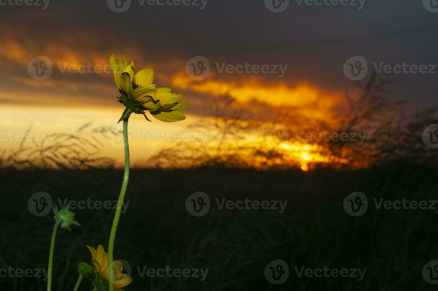 Wild flowers in semi desertic environment, Calden forest, La Pampa Argentina photo