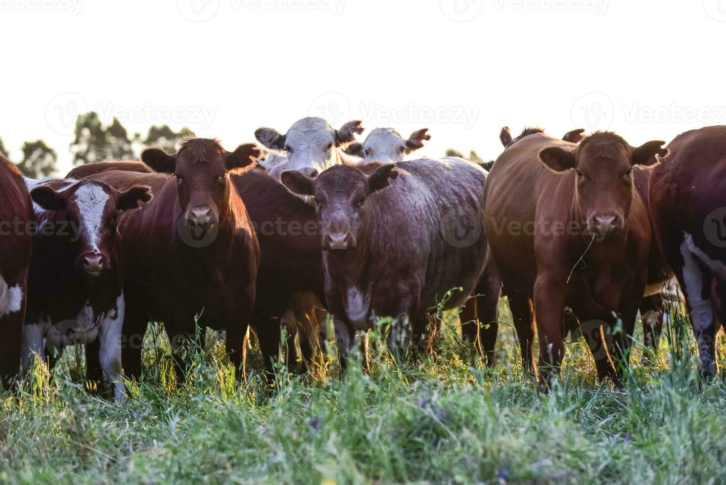 Cows in Countryside,in  Pampas landscape, Argentina photo