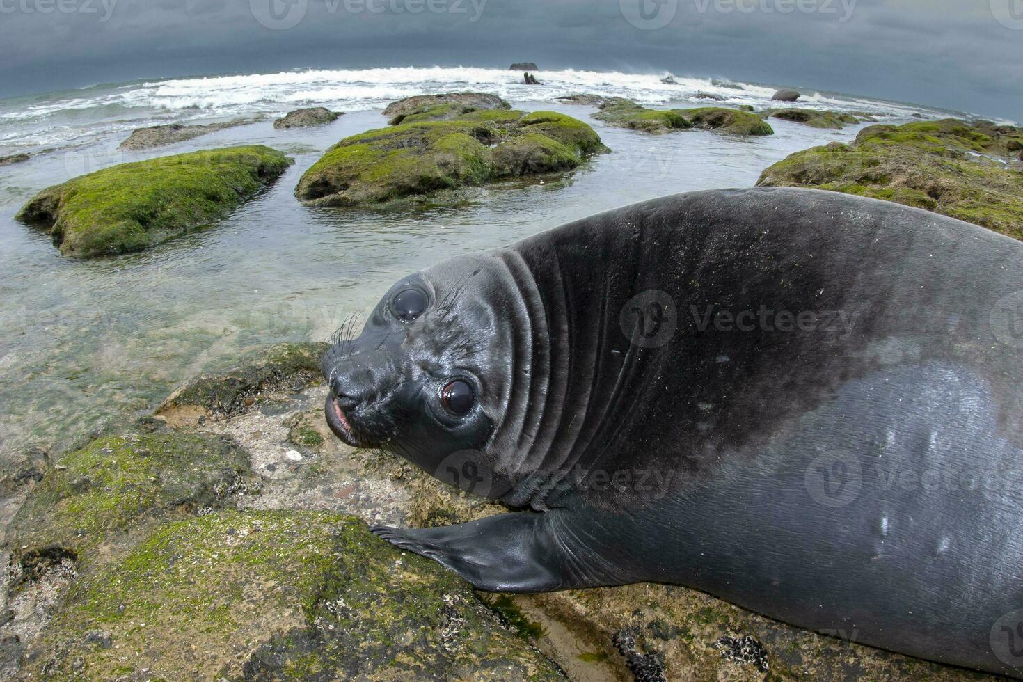 Elephant seal, Peninsula Valdes, Unesco World Heritage Site, Patagonia, Argentina photo
