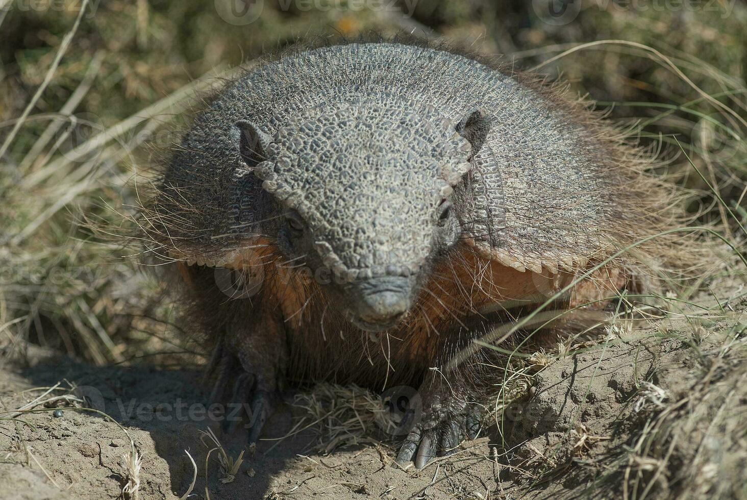 Hairy Armadillo, in desert environment, Peninsula Valdes, Patagonia, Argentina photo