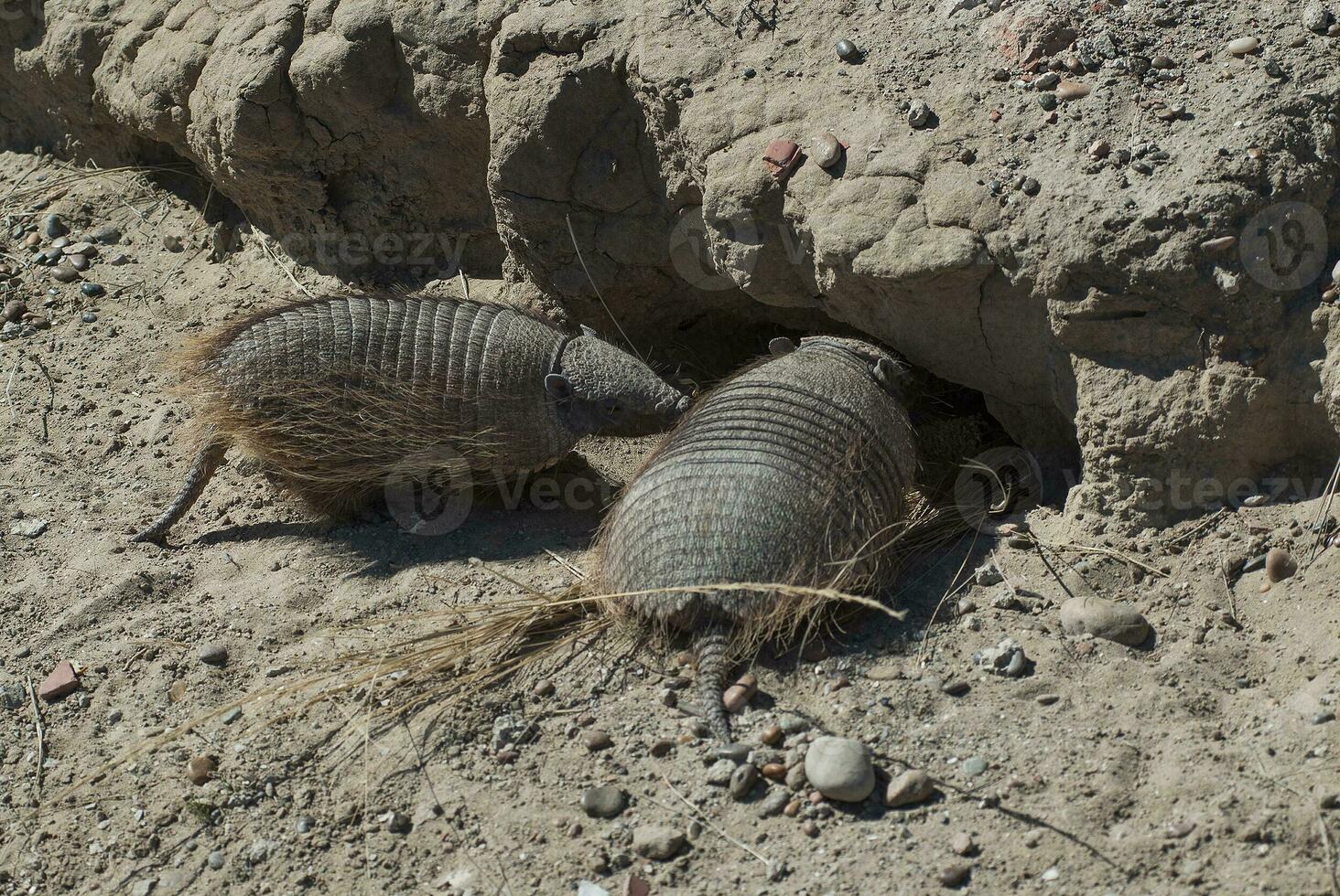 peludo armadillo, en Desierto ambiente, península Valdés, Patagonia, argentina foto