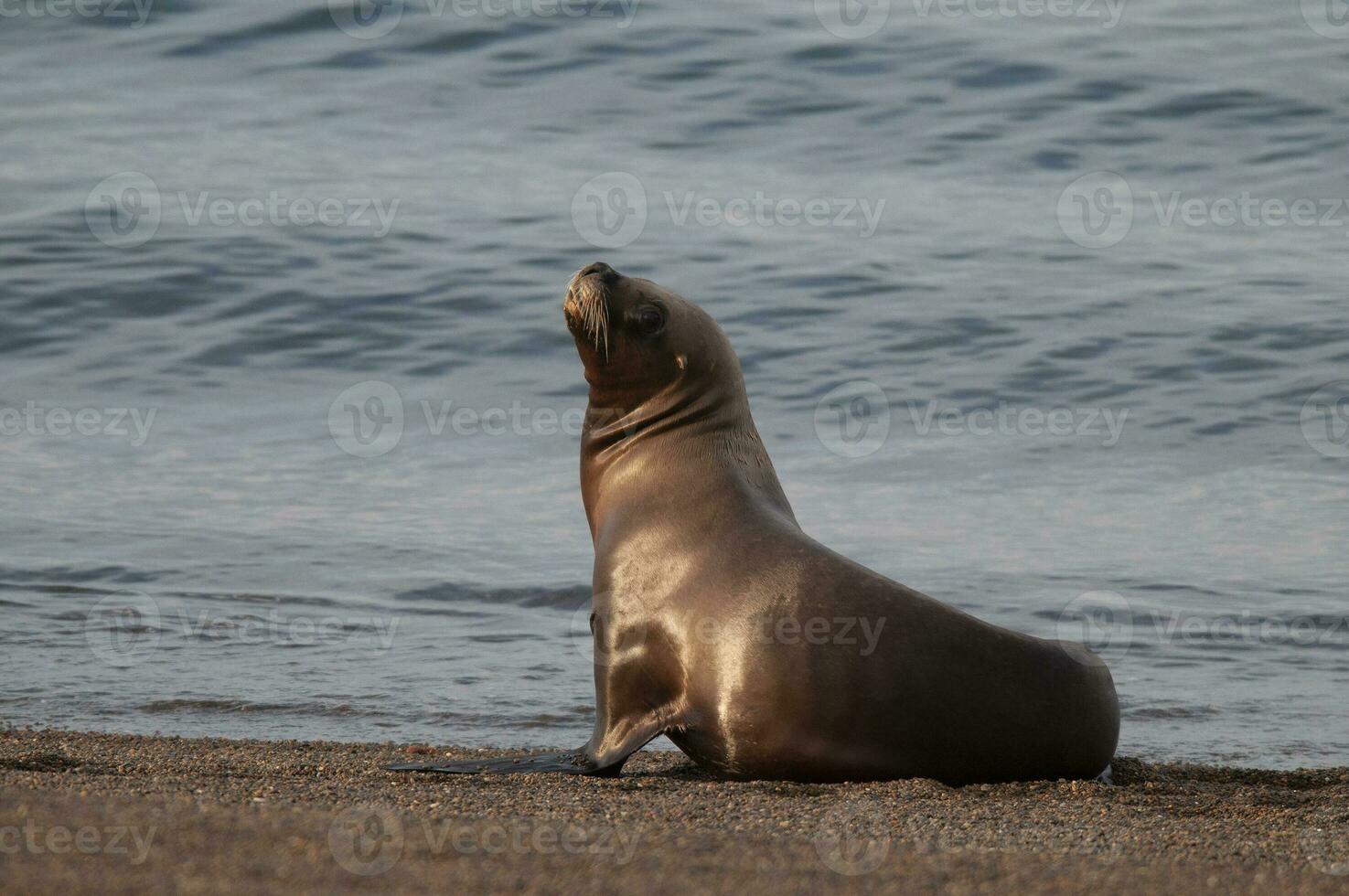 sur americano mar león (otario flavescens) femenino, península valdés ,chubut,patagonia, argentina foto