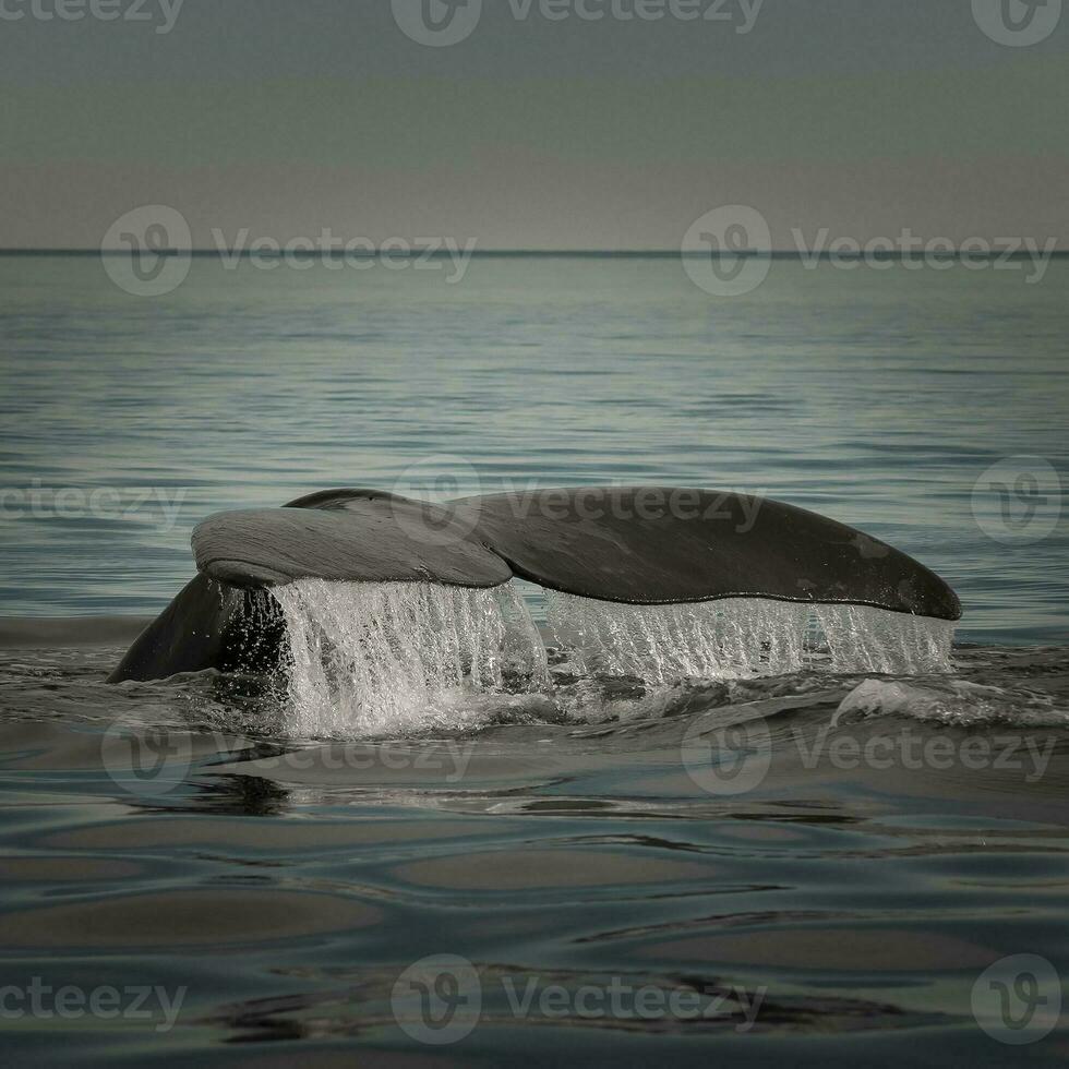 Whale tail in Peninsula Valdes, Unesco World Heritage Site, Patagonia, Argentina photo