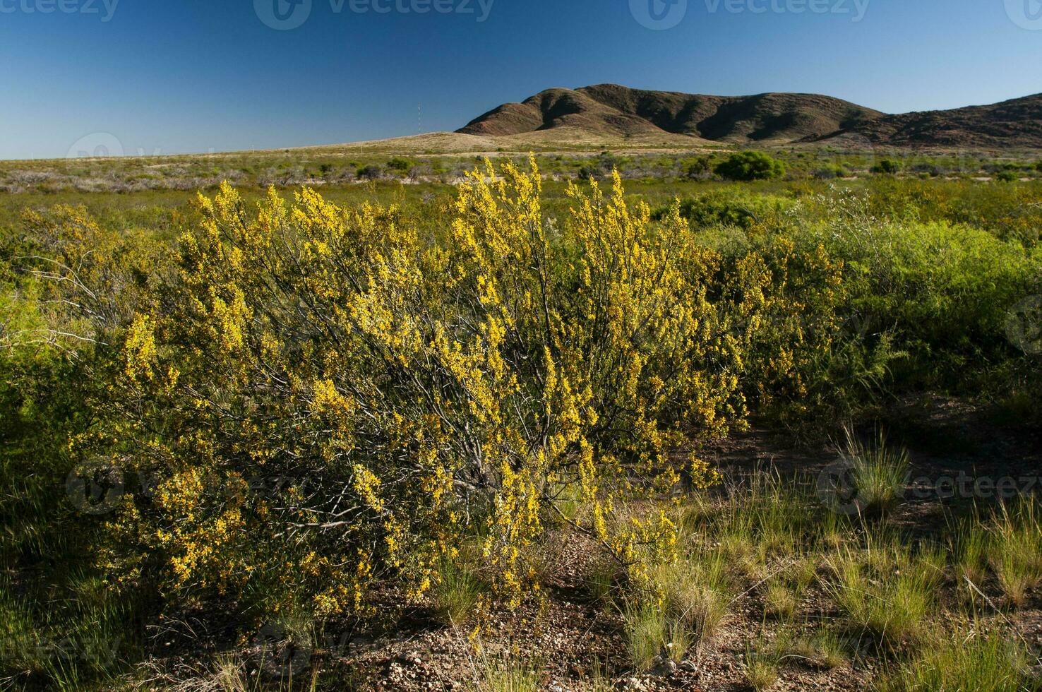 Creosote bush, Lihue Calel National Park, La Pampa, Argentina photo
