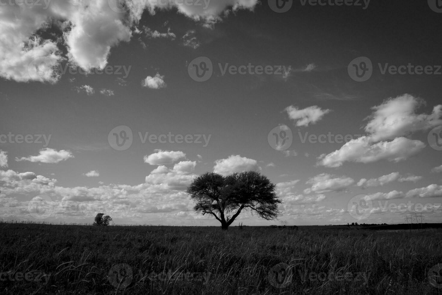 florido paisaje, la pampa, argentina foto