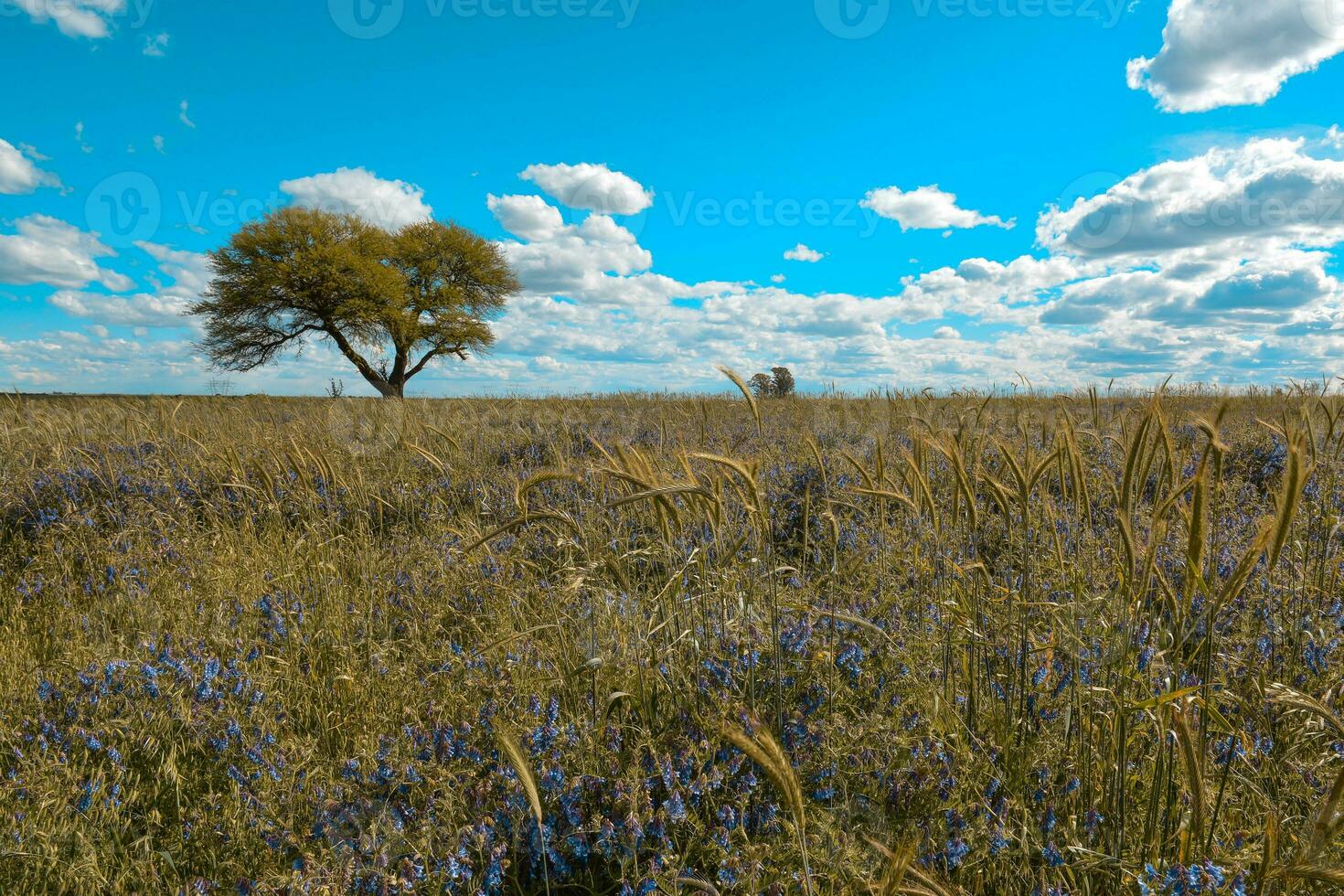 Flowery landscape, La Pampa, Argentina photo