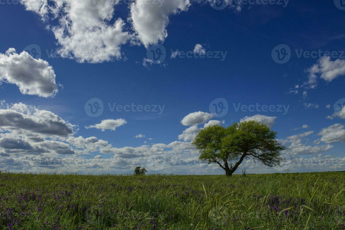 primavera temporada paisaje, la pampa foto