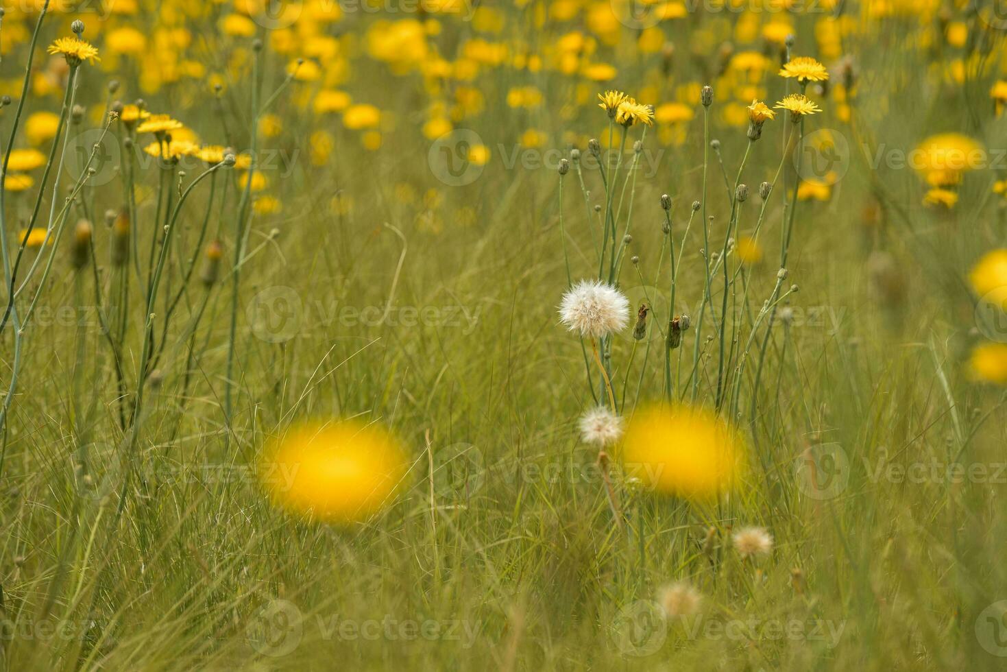 Wild flower background in Patagonia, Argentina photo