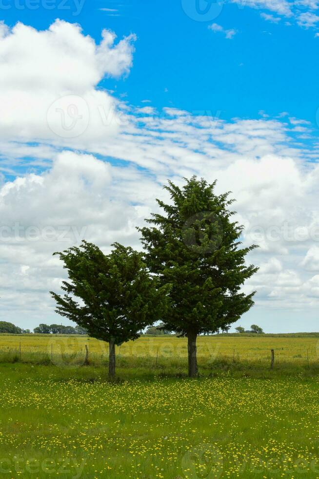 Flowery landscape, La Pampa, Argentina photo