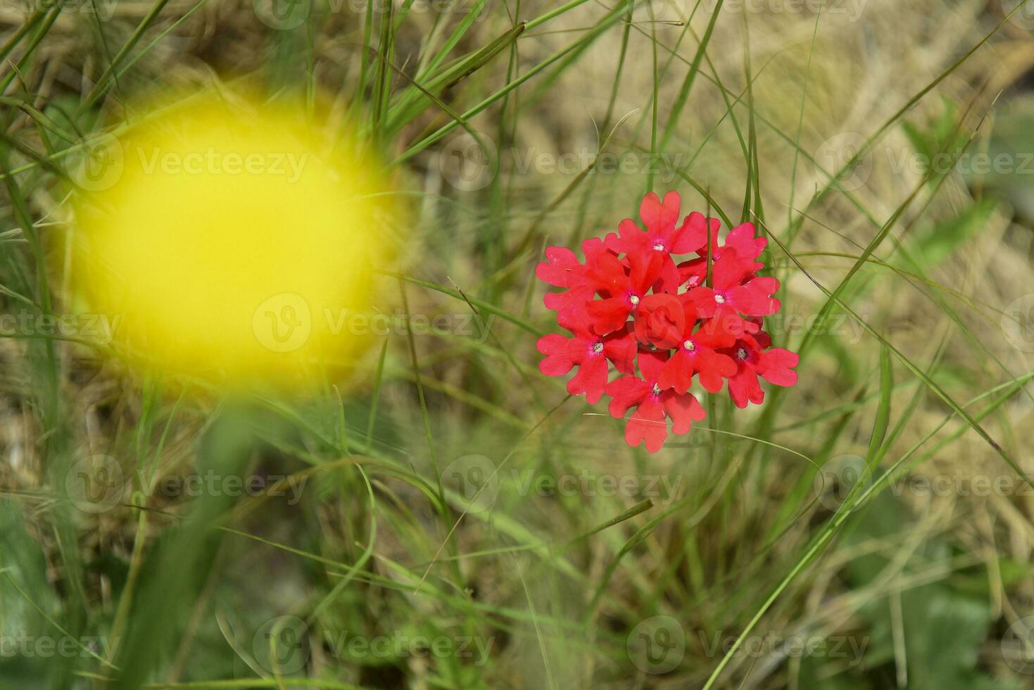 Red  wild flower in Patagonia, Argentina photo
