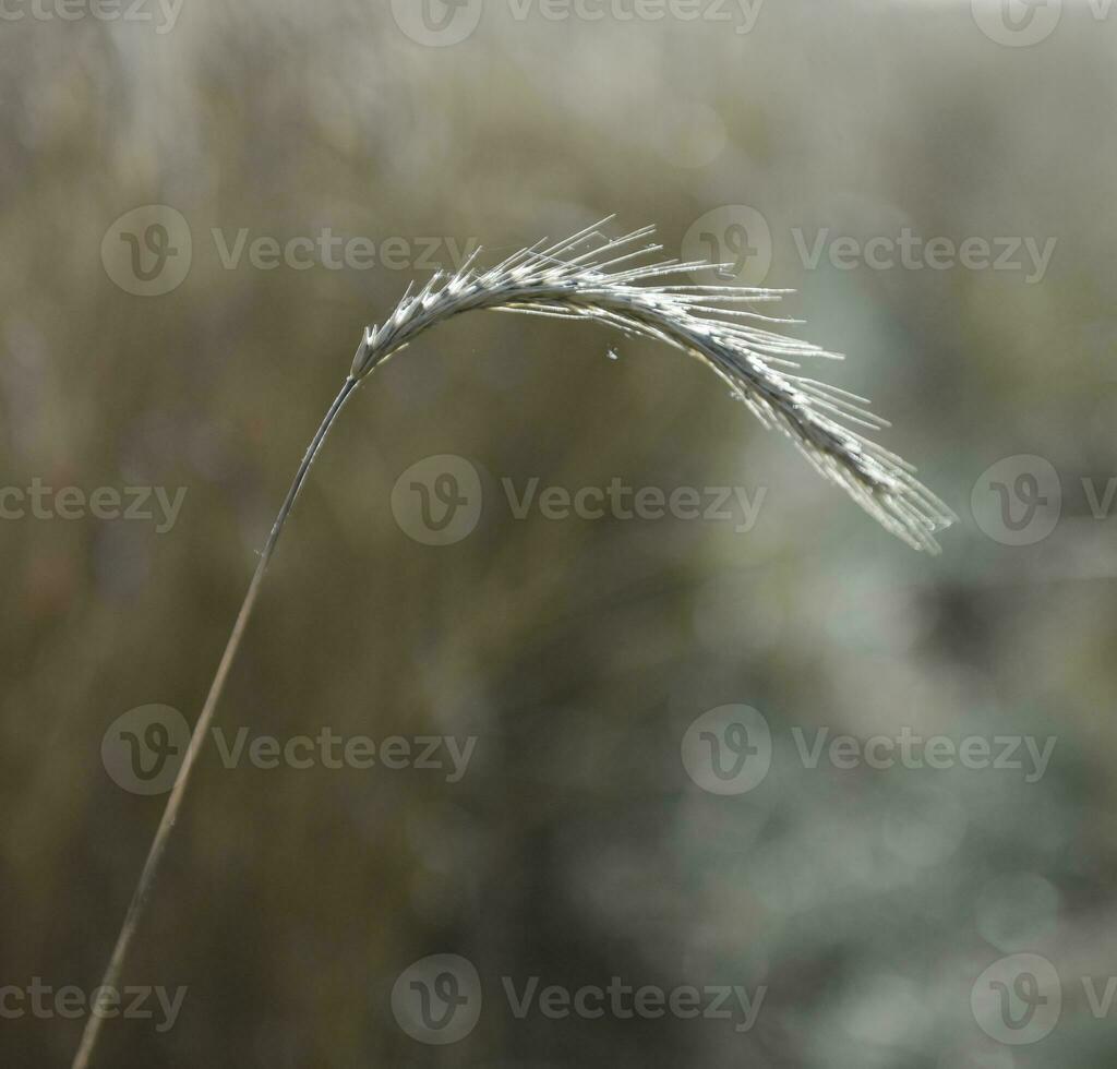 Wheat spikes ,cereal planted in La Pampa, Argentina photo