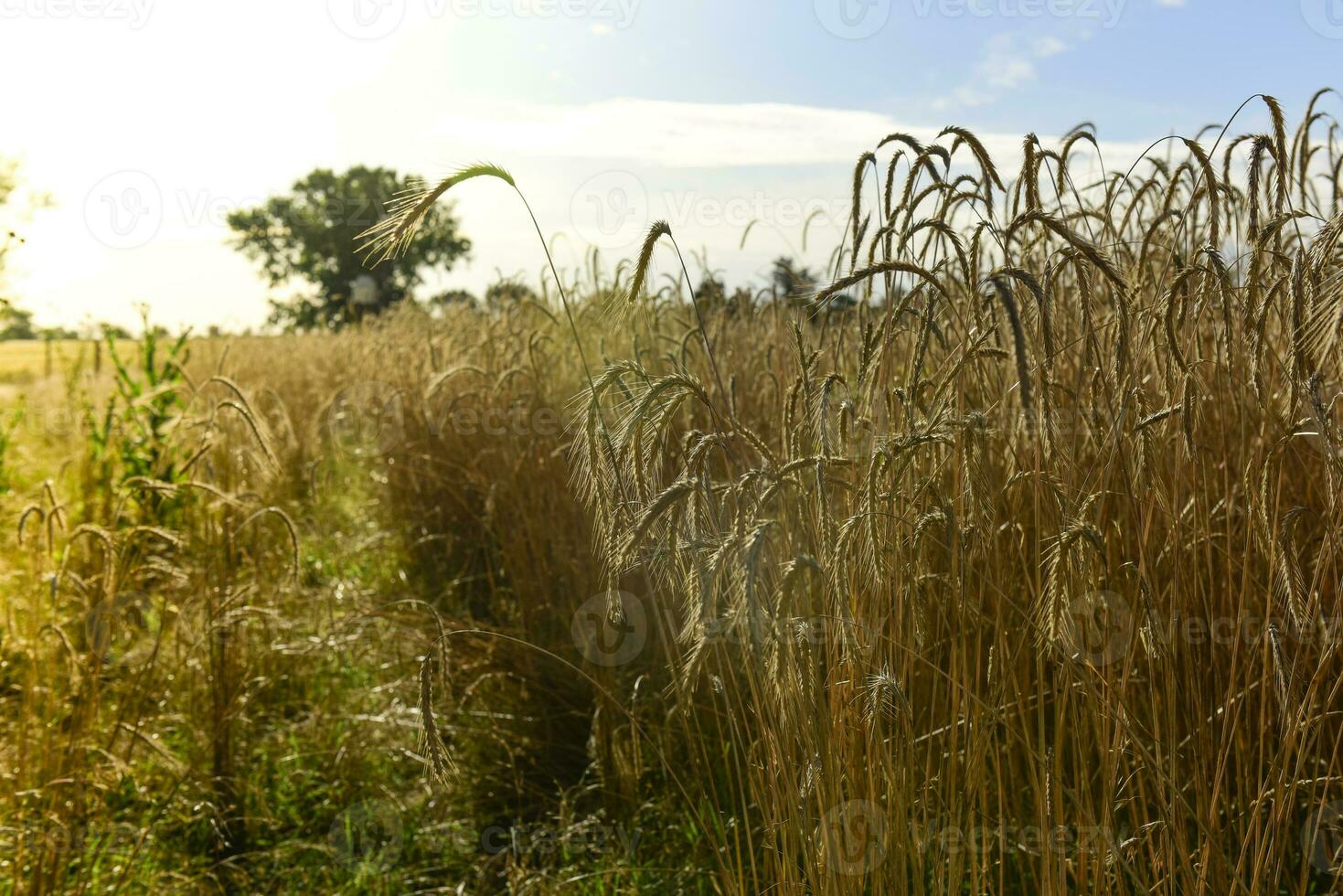 Wheat spikes ,cereal planted in La Pampa, Argentina photo