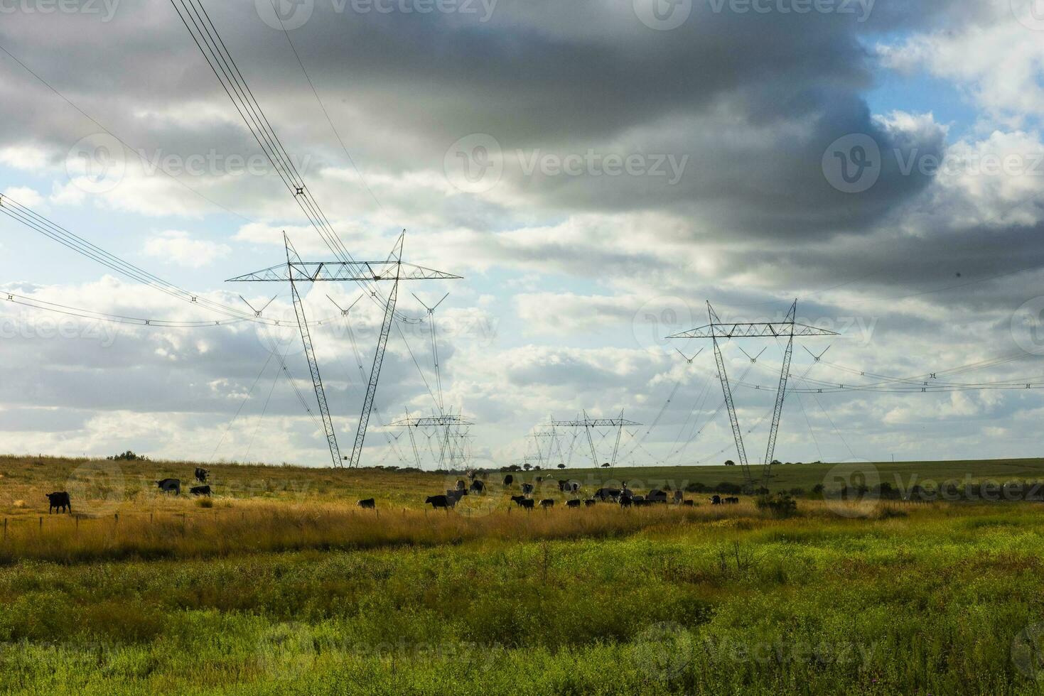 vacas pasto en el argentino campo, debajo un poder línea ese cruces foto