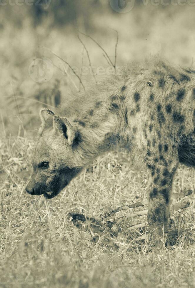 Hyena feeding, Africa photo